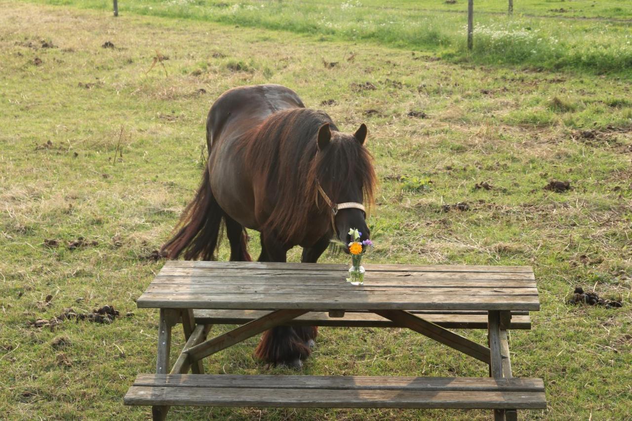 Slapen Tussen De Paarden Ξενοδοχείο Έσσεν Εξωτερικό φωτογραφία